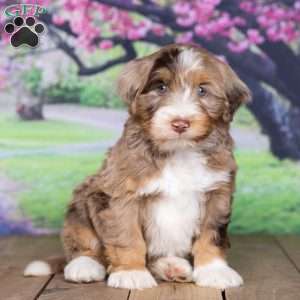coco, Mini Bernedoodle Puppy